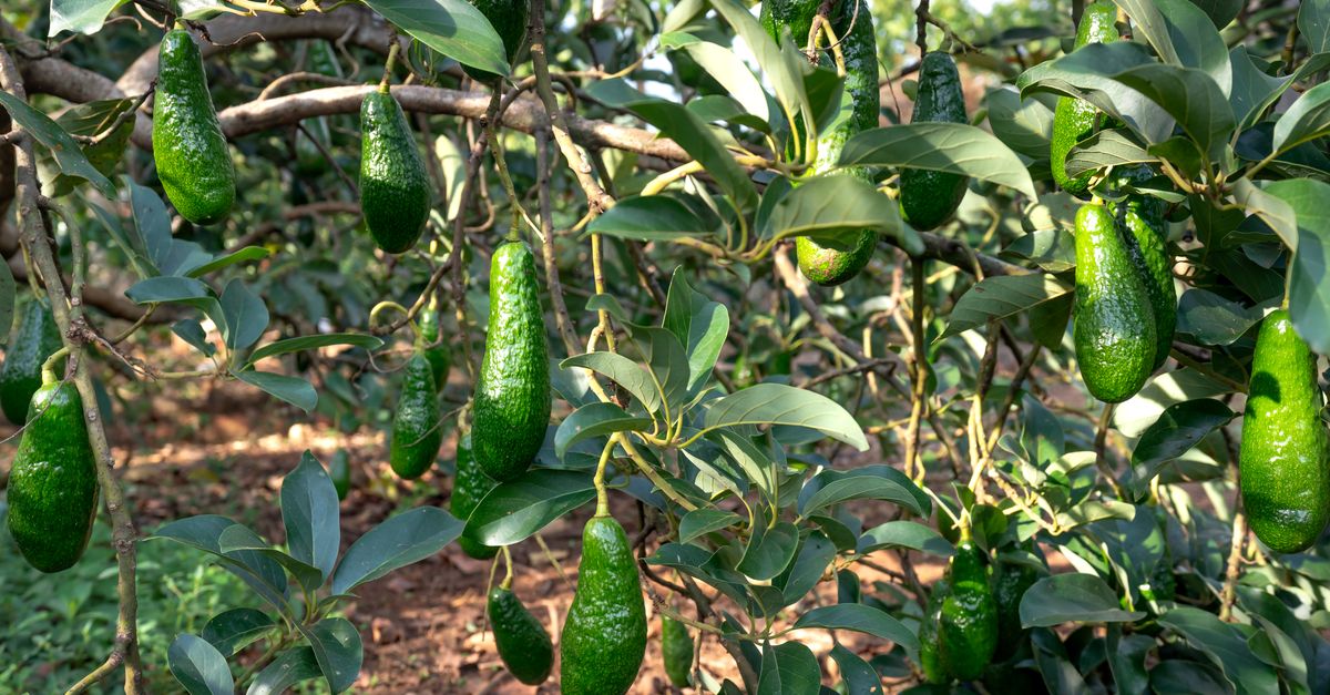 Abacate em Taiaçu - SP: produção e panorama — Inova Agro