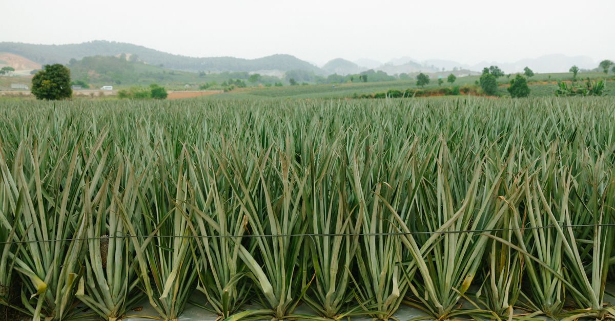Abacaxi em Canutama - AM: produção e panorama — Inova Agro