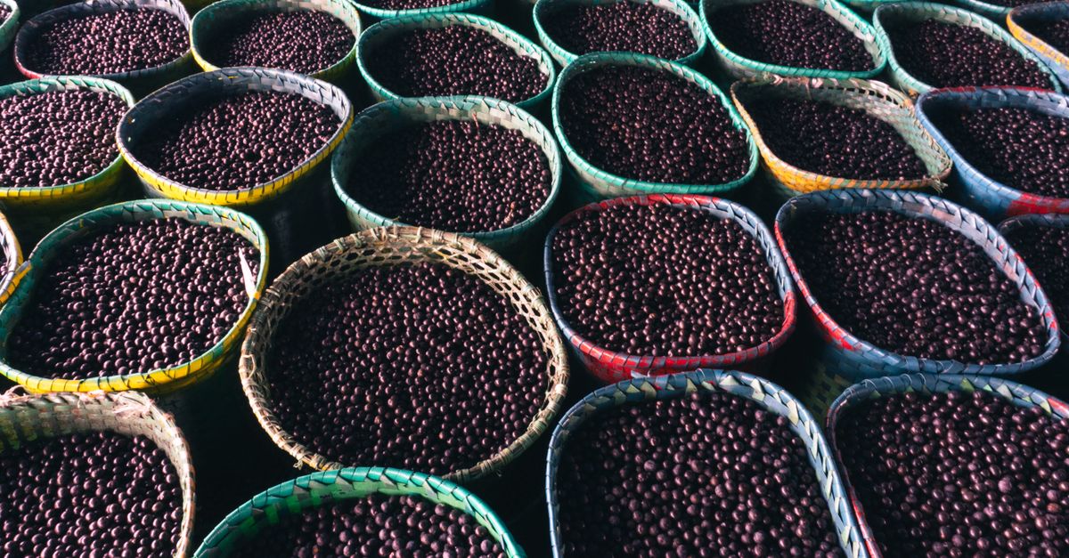 Açaí em Uruará - PA: produção e panorama — Inova Agro