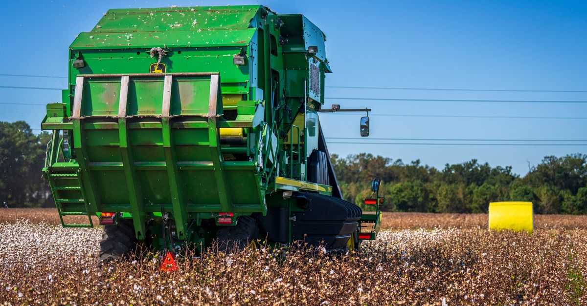 Como calcular o custo de produção do algodão — Inova Agro