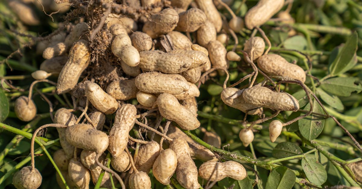 Rentabilidade do amendoim: como calcular a margem — Inova Agro
