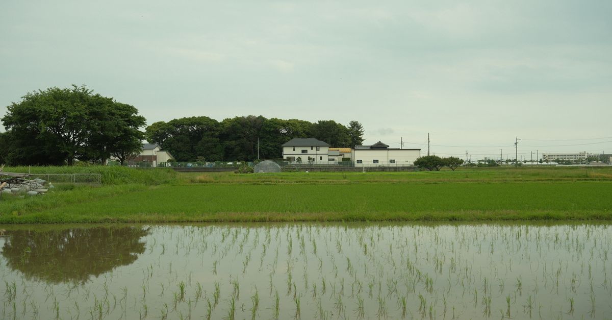 A lavoura do arroz deu lucro? Como saber — Inova Agro