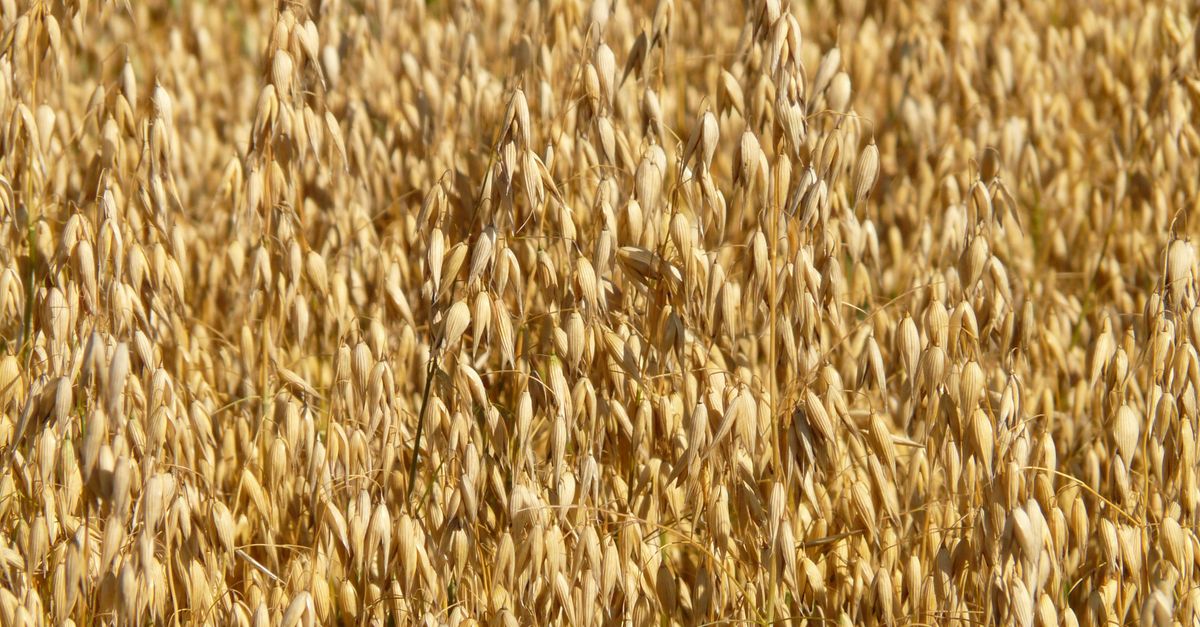 Como calcular o custo de produção da aveia — Inova Agro