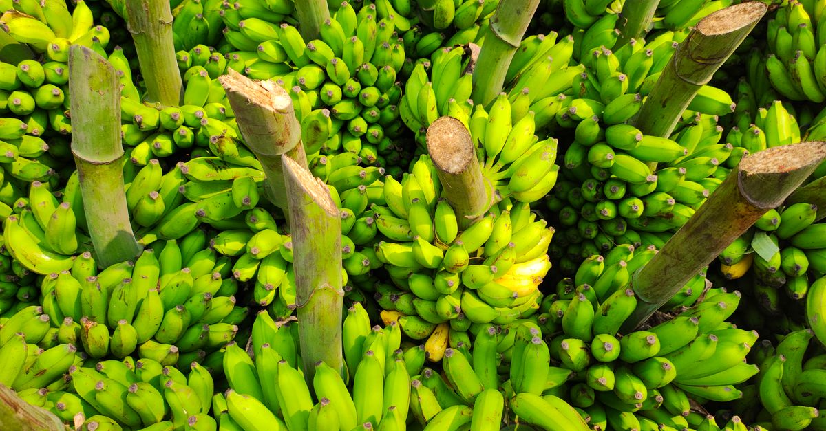 Sistema de gestão para fazenda da banana — Inova Agro