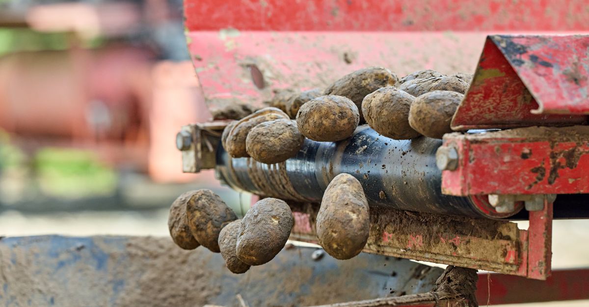 Como calcular o custo de produção da batata — Inova Agro