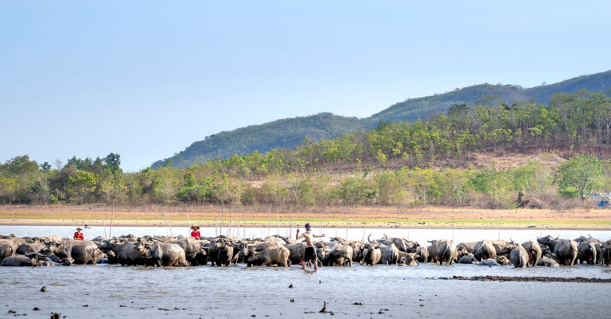 Controle de reprodução do búfalo: os índices — Inova Agro