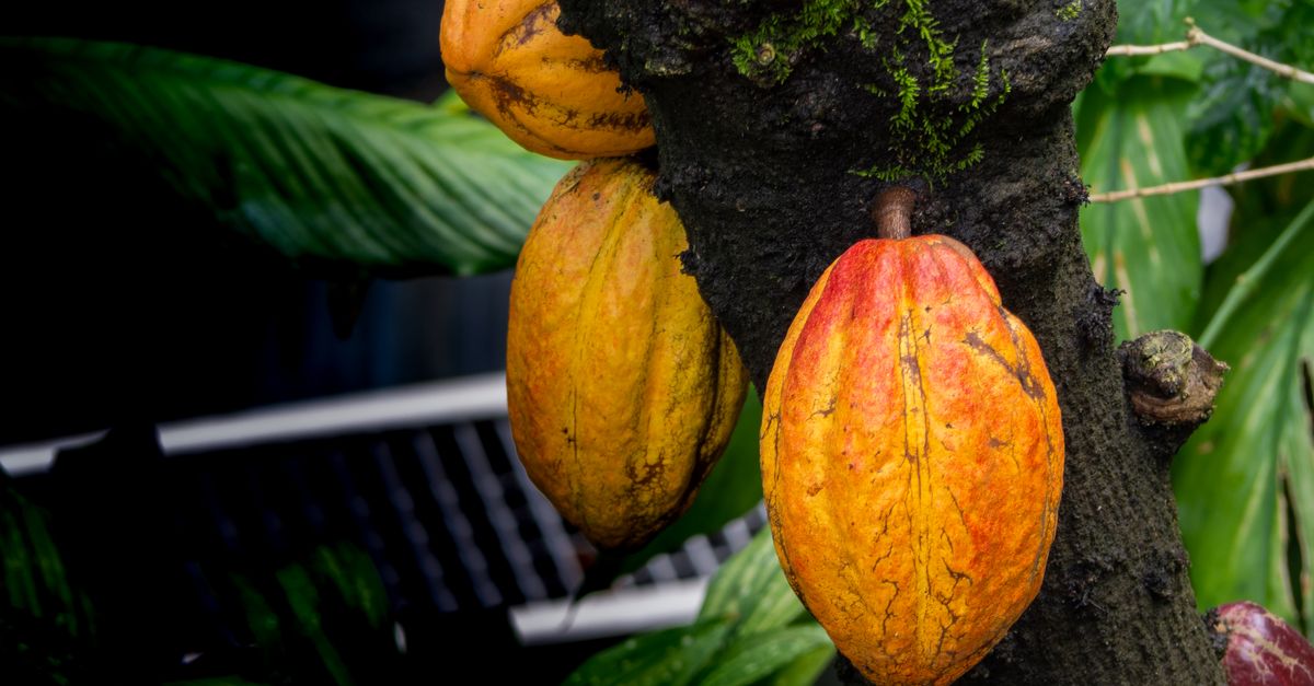 A lavoura do cacau deu lucro? Como saber — Inova Agro