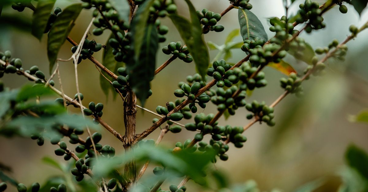 Como calcular o custo de produção do café — Inova Agro
