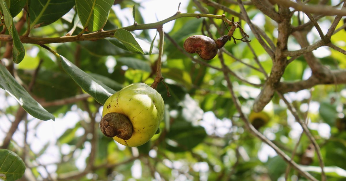 Castanha de caju em Poço Branco - RN: produção e panorama — Inova Agro