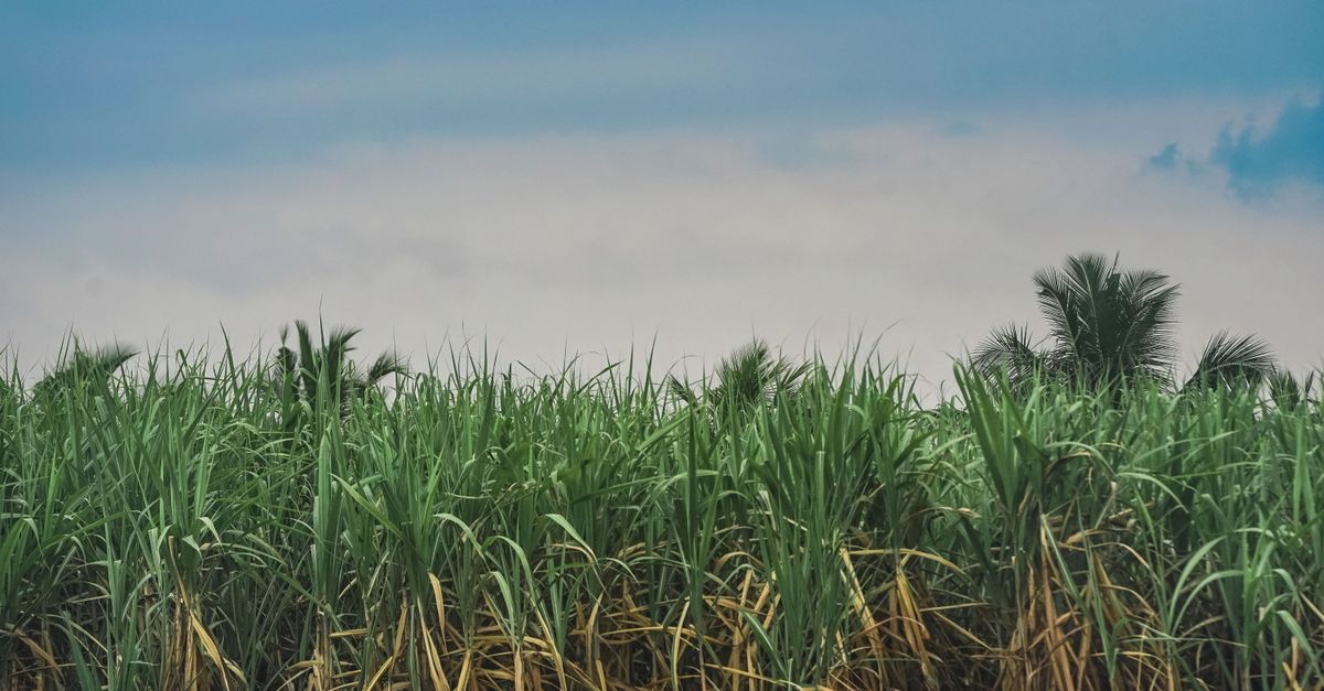 Orçamento e planejamento financeiro da cana-de-açúcar — Inova Agro