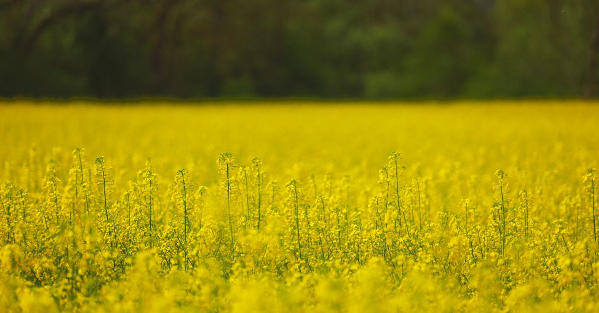 Planejamento de plantio da canola: o calendário — Inova Agro