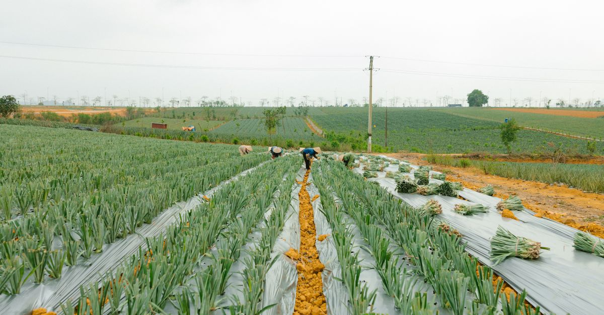 Controle de talhões e produtividade da cebola — Inova Agro