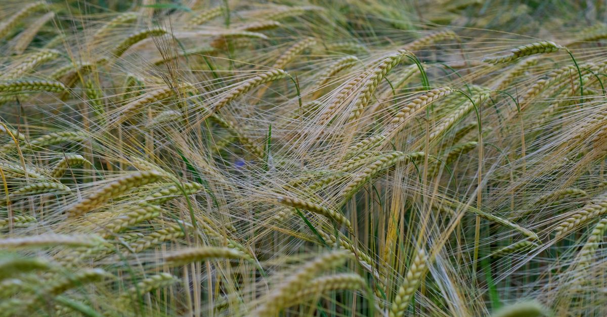 Orçamento e planejamento financeiro da cevada — Inova Agro