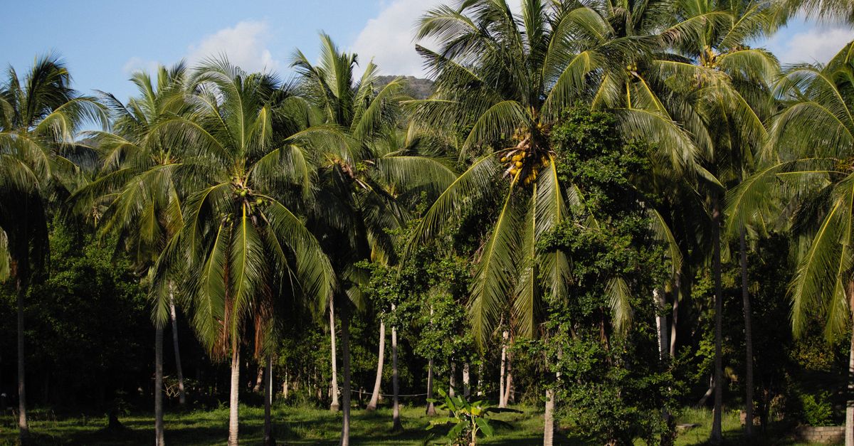 Rentabilidade do coco: como calcular a margem — Inova Agro