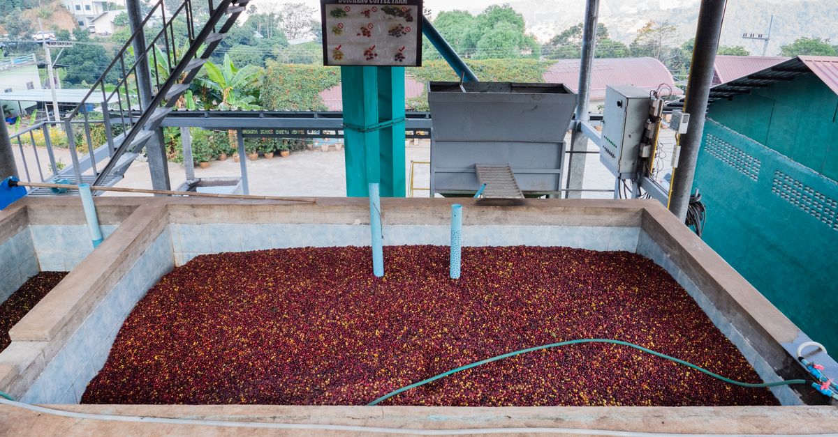 Controle de combustível da colhedora de café na fazenda — Inova Agro