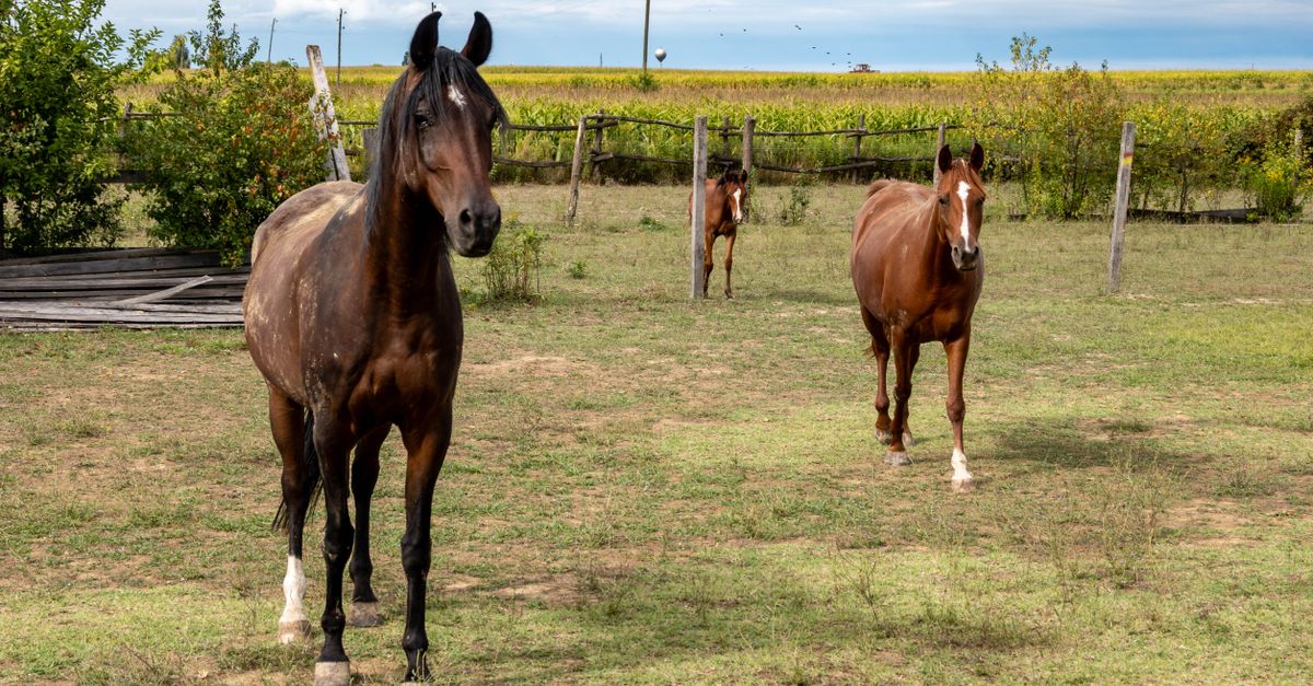 Controle de reprodução do equino: os índices — Inova Agro