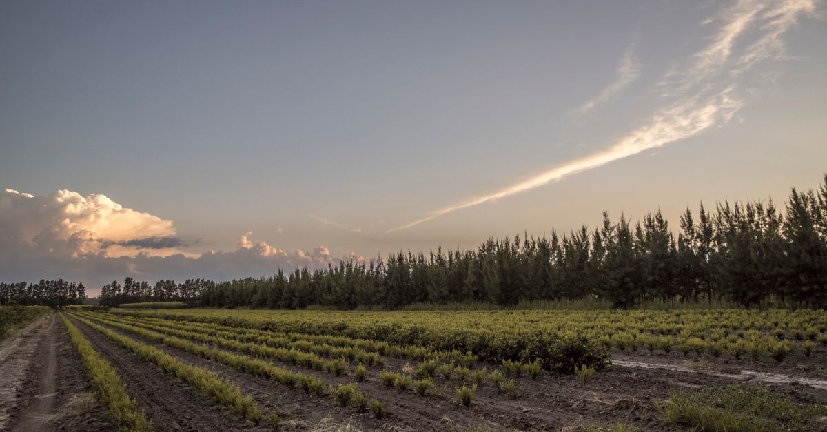 Erva-mate em Mangueirinha - PR: produção e panorama — Inova Agro