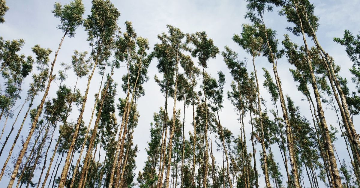 Sistema de gestão para fazenda do eucalipto — Inova Agro