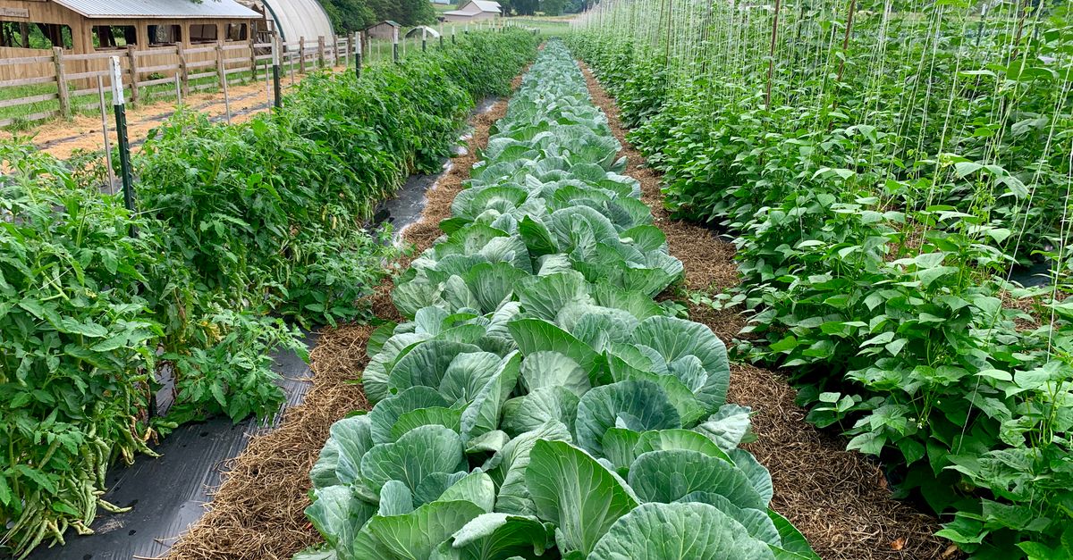Como calcular o custo de produção do feijão — Inova Agro