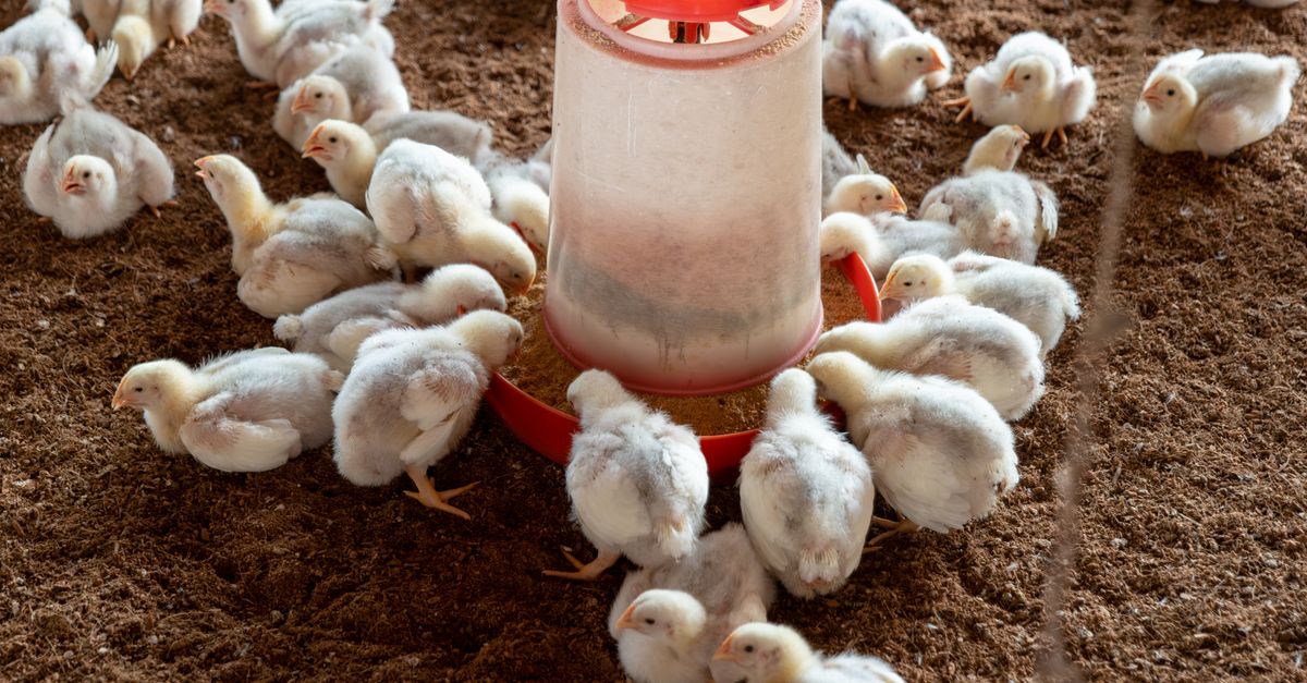 Como calcular o custo por quilo vivo do frango de corte — Inova Agro