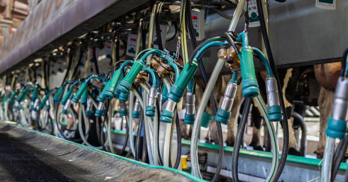 Controle de reprodução do gado de leite: os índices — Inova Agro