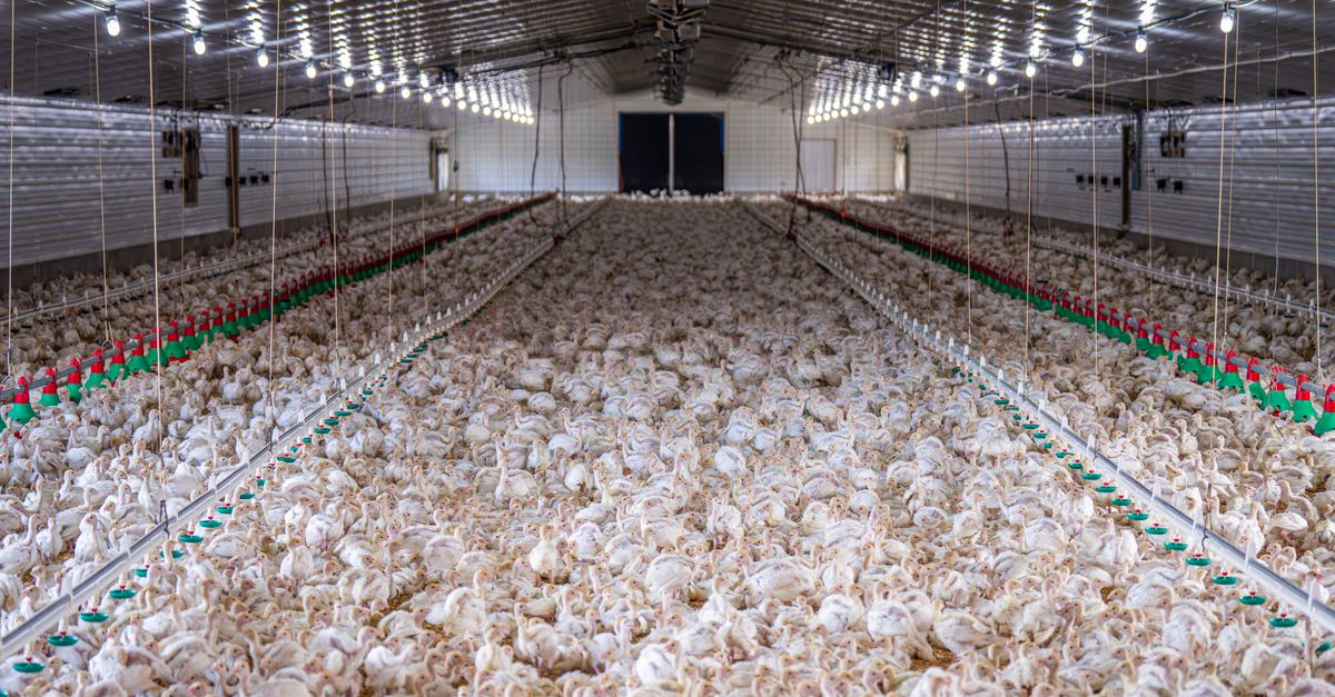 Rebanho de galináceos em Ibaté - SP: efetivo e panorama — Inova Agro
