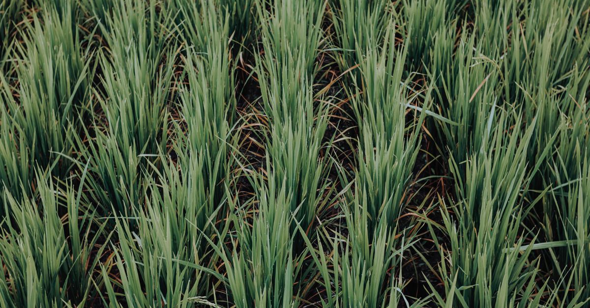 Planejamento de plantio do gergelim: o calendário — Inova Agro