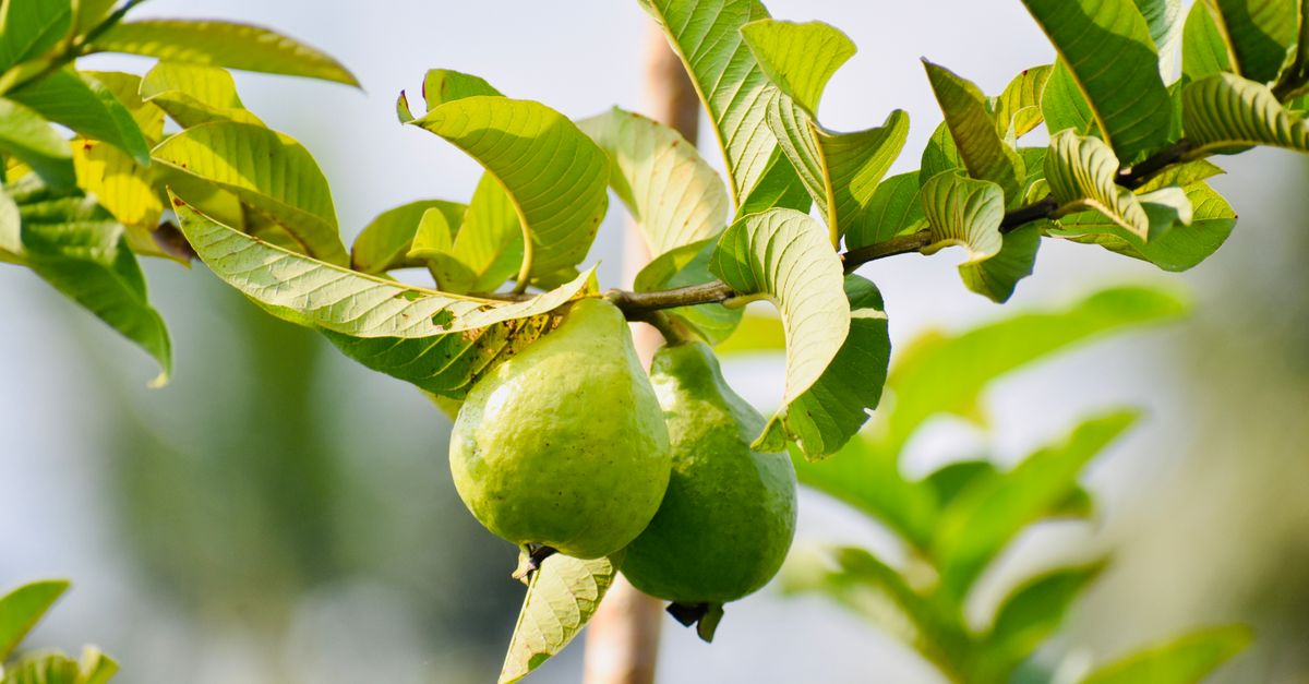 Goiaba em Paraipaba - CE: produção e panorama — Inova Agro