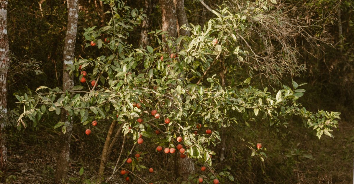 Guaraná em Presidente Tancredo Neves - BA: produção e panorama — Inova Agro