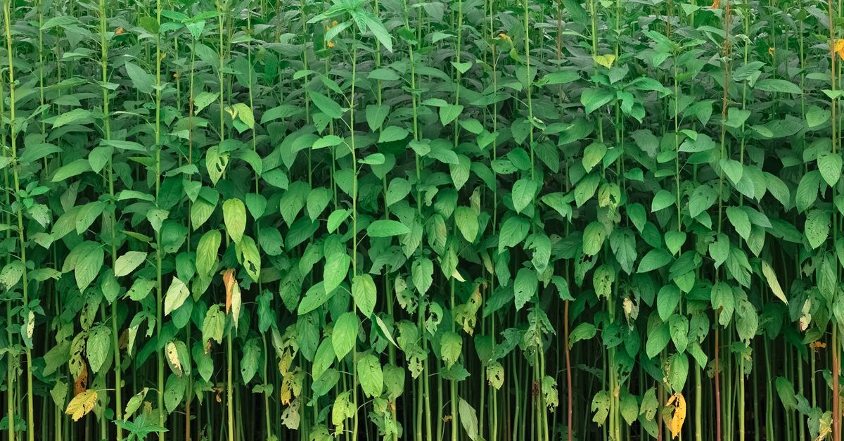 Juta em Manacapuru - AM: produção e panorama — Inova Agro