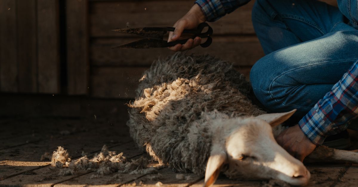 Produção de lã em Aparecida do Taboado - MS: números e panorama — Inova Agro