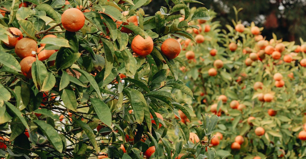 Rentabilidade da laranja: como calcular a margem — Inova Agro