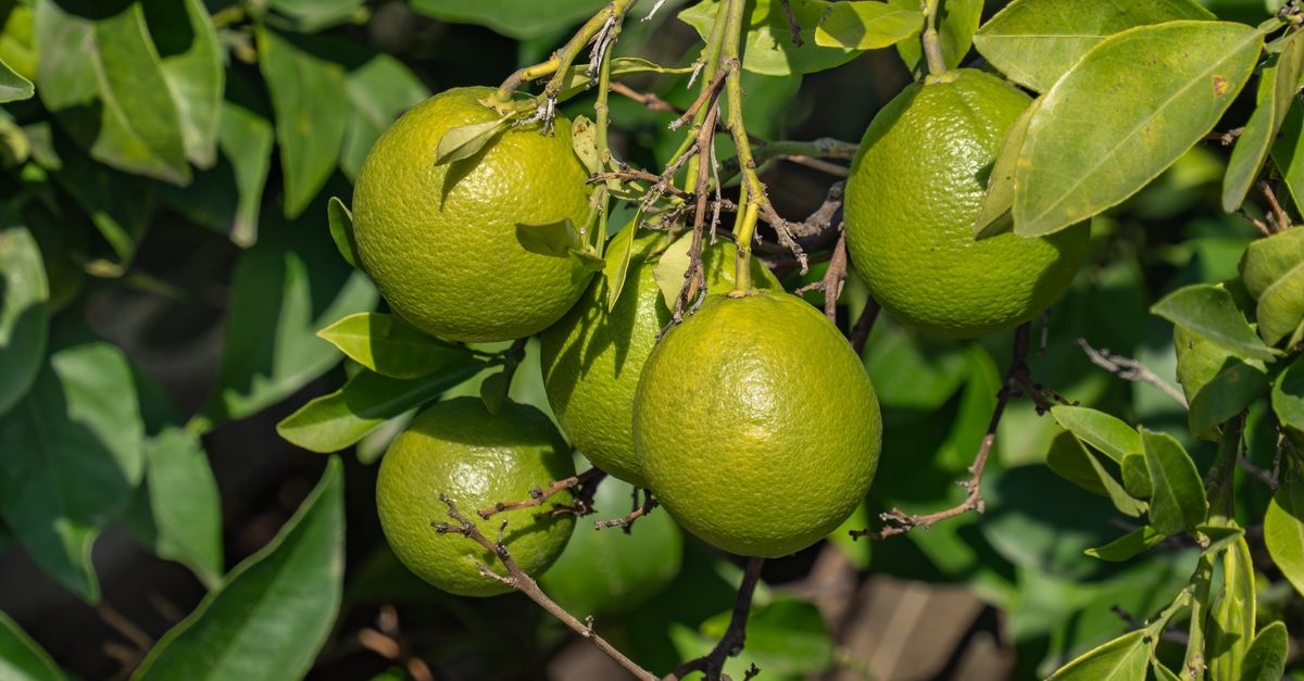 Limão em Saquarema - RJ: produção e panorama — Inova Agro