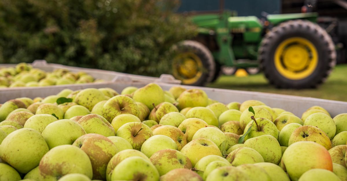 Maçã em Arantina - MG: produção e panorama — Inova Agro