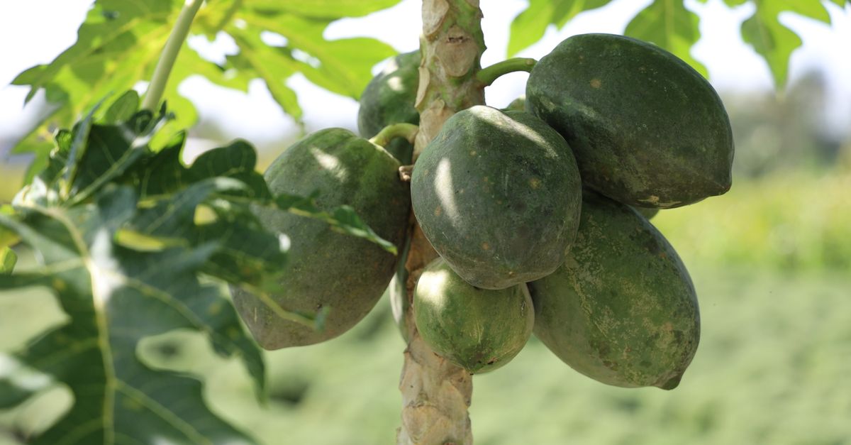 Mamão em Guaiúba - CE: produção e panorama — Inova Agro
