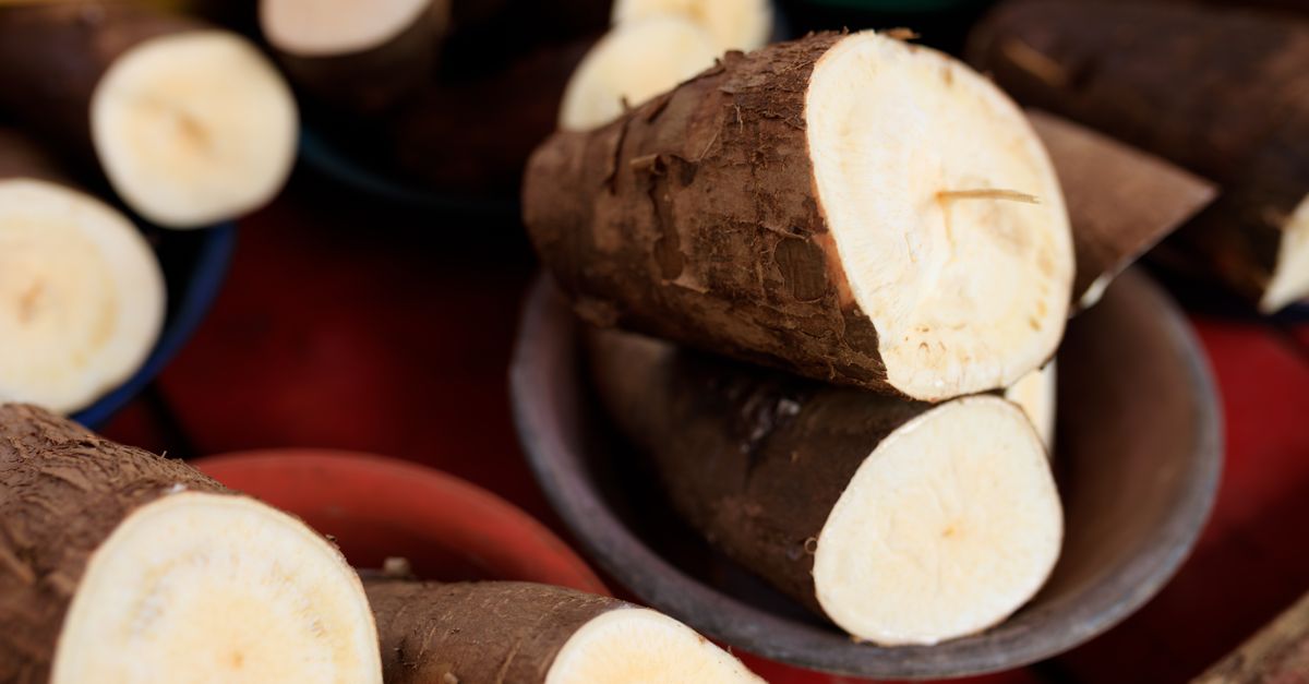 Como calcular o custo de produção da mandioca — Inova Agro