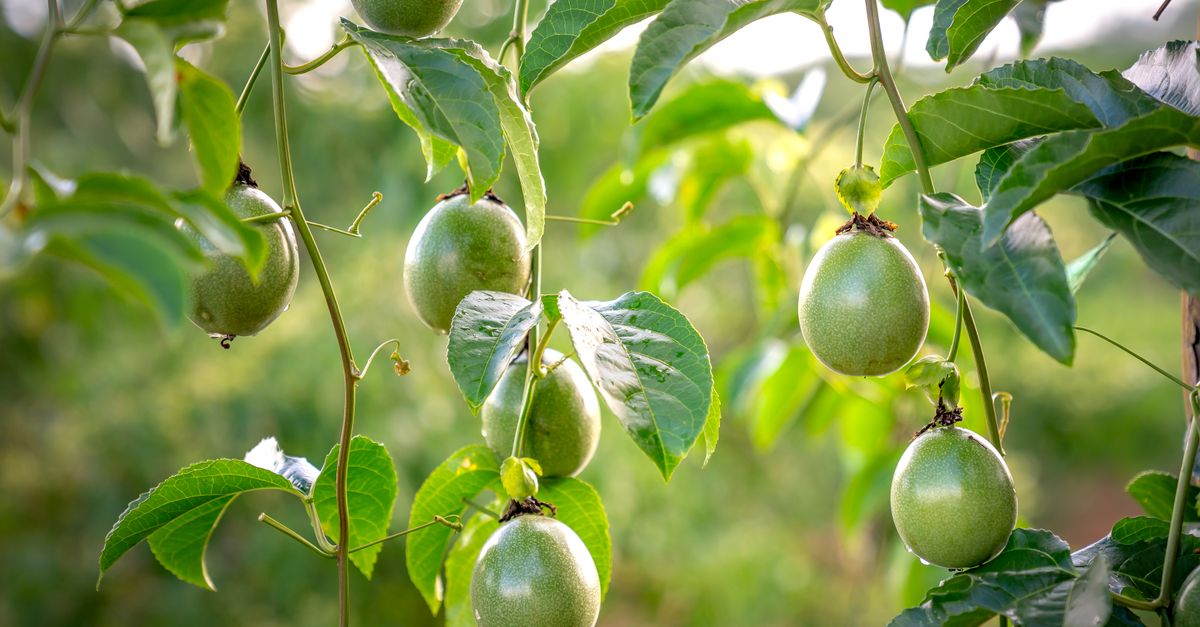 A lavoura do maracujá deu lucro? Como saber — Inova Agro