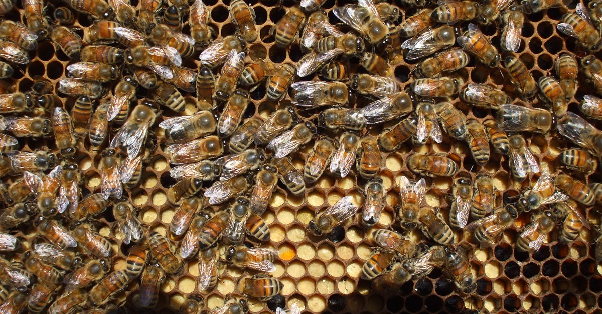 Produção de mel em Maracaçumé - MA: números e panorama — Inova Agro