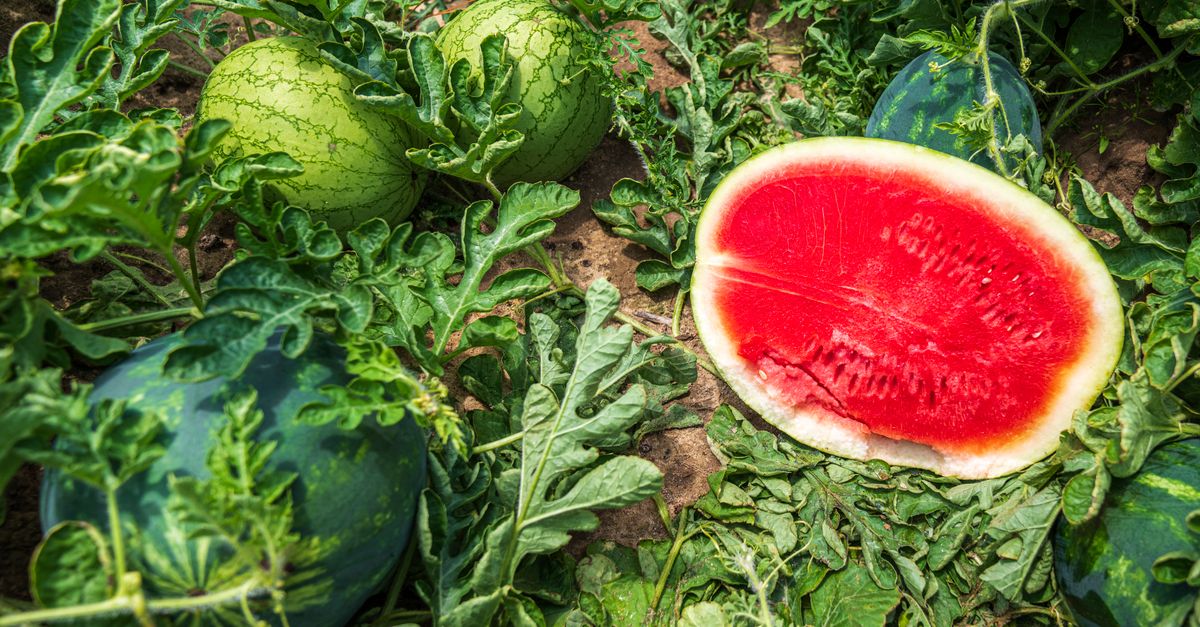 Como calcular o custo de produção da melancia — Inova Agro
