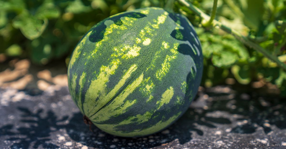 Melão em Frederico Westphalen - RS: produção e panorama — Inova Agro