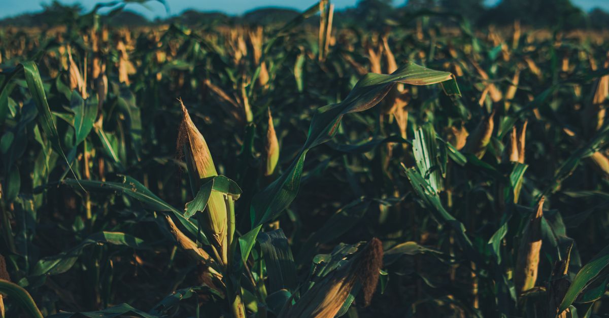 Como calcular o custo de produção do milho — Inova Agro