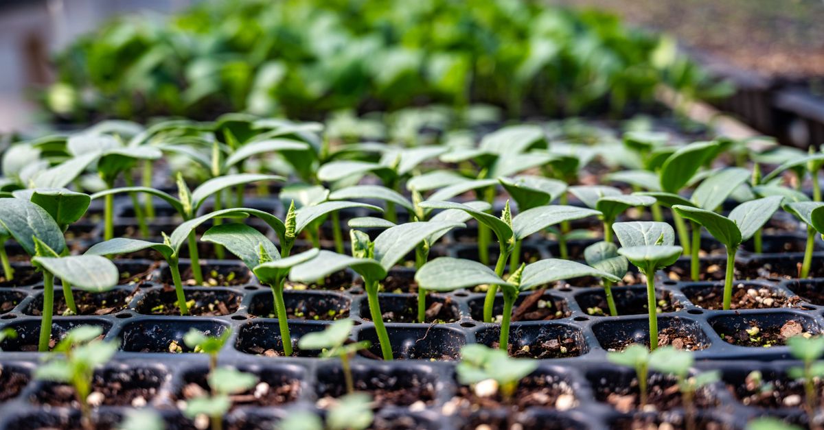 Como controlar o estoque de mudas e material de propagação na — Inova Agro