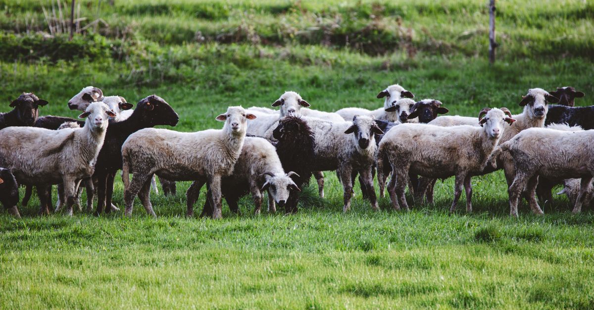 Como calcular o custo por quilo de cordeiro do ovino — Inova Agro