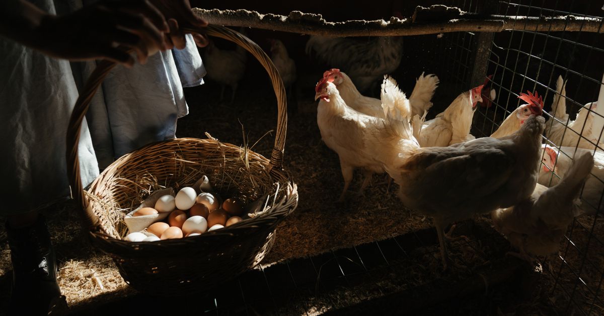 Produção de ovos em Eldorado - MS: números e panorama — Inova Agro