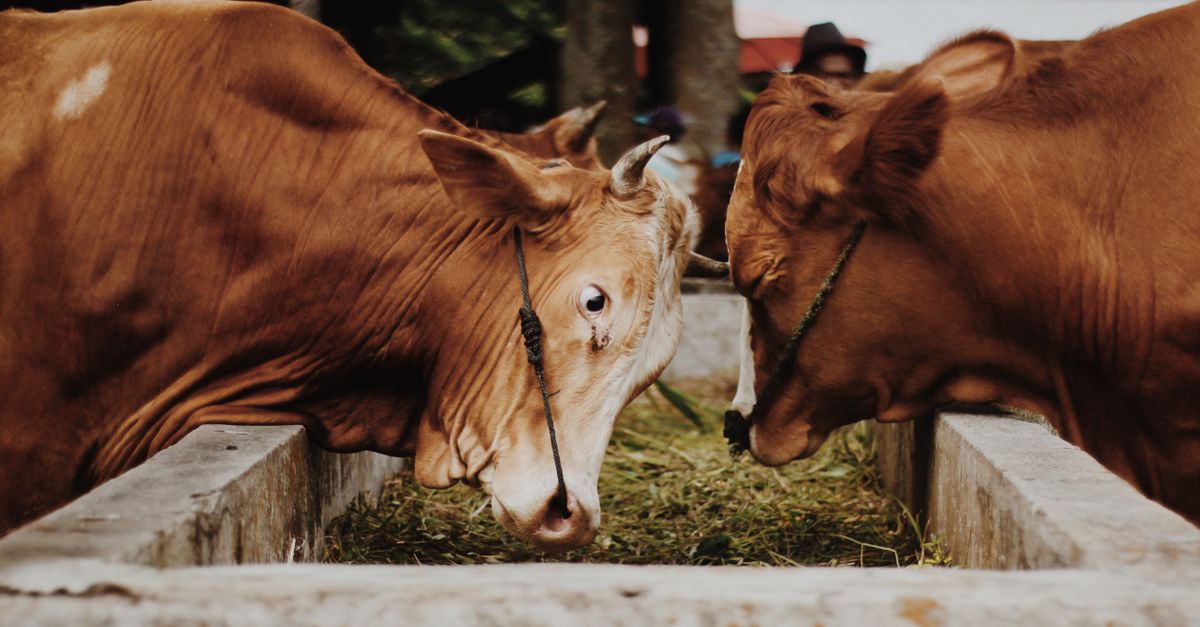 Arroba: o que é e como funciona — Inova Agro