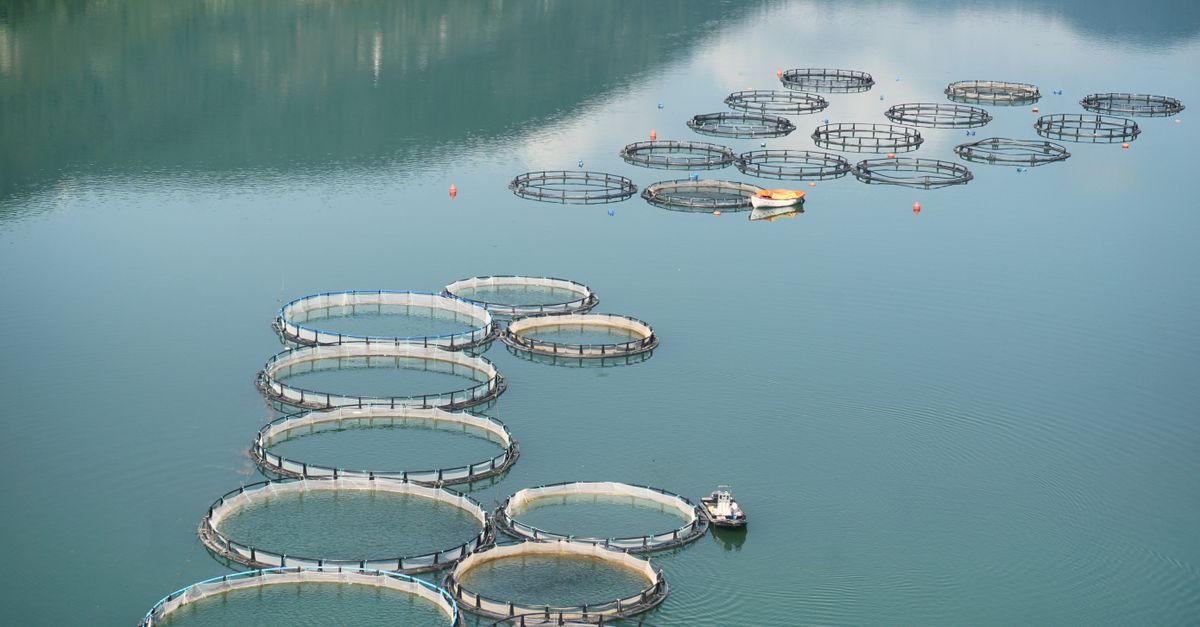 Como calcular o custo por quilo produzido do peixe — Inova Agro