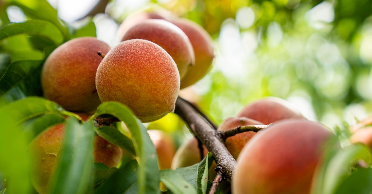Pêssego em Boqueirão do Leão - RS: produção e panorama — Inova Agro