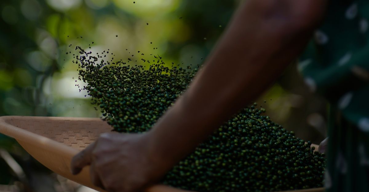 Pimenta-do-reino em Divino das Laranjeiras - MG: os números — Inova Agro