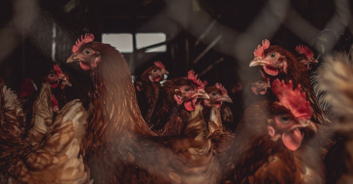 Como calcular o custo por dúzia da galinha poedeira — Inova Agro