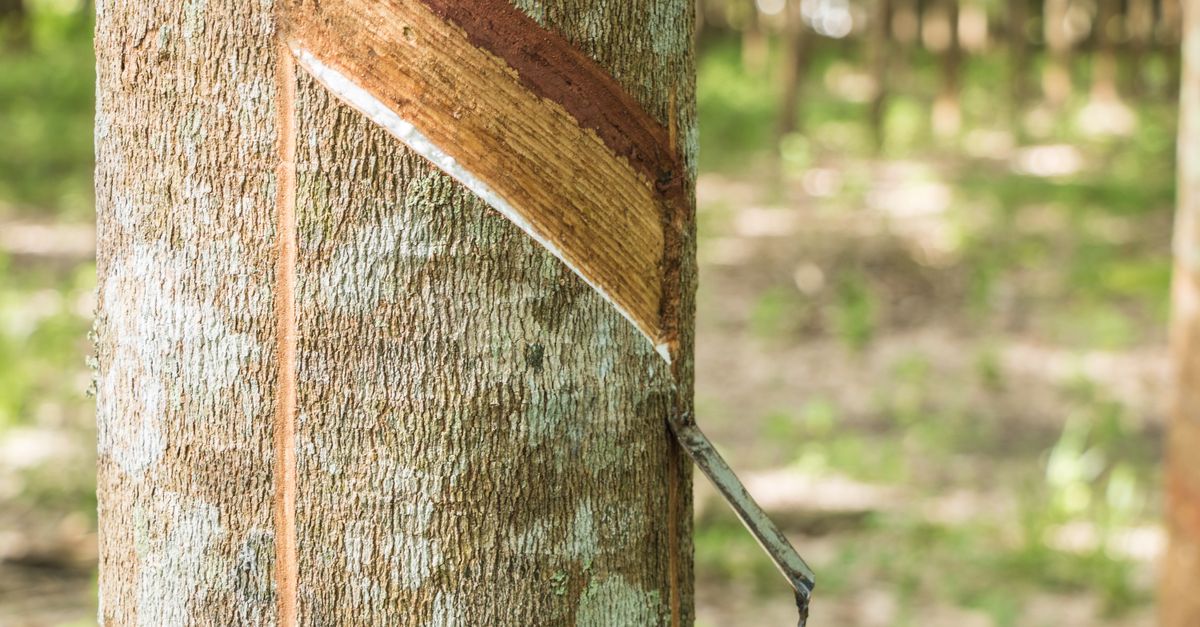 Como calcular o custo de produção da seringueira — Inova Agro
